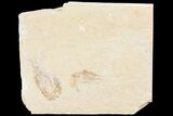 Two Cretaceous Fossil Shrimp - Lebanon #74546-2